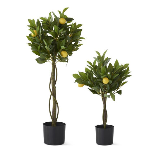 Sm. Twisted Trunk Lemon Tree