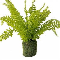 Mossy Potted Fern