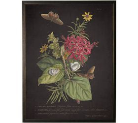 Framed Vintage Floral And Butterfly Print Ceratocephalus
