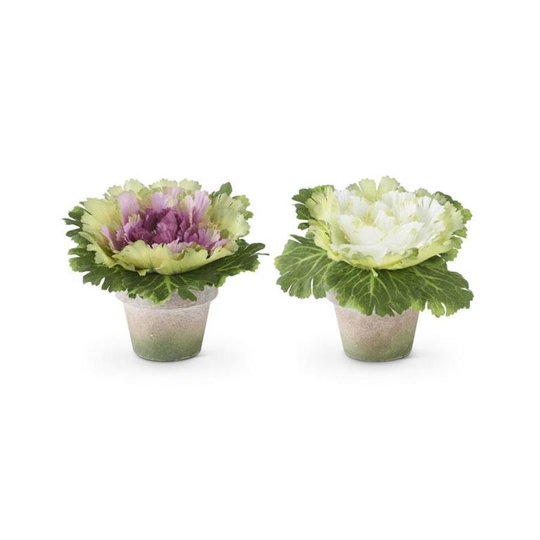 6" Cabbages in Pot