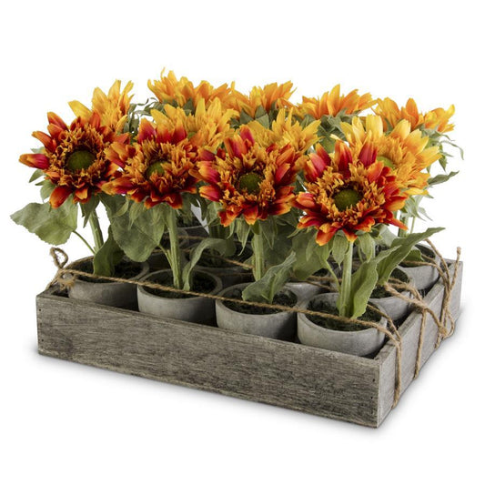 Potted Sunflower