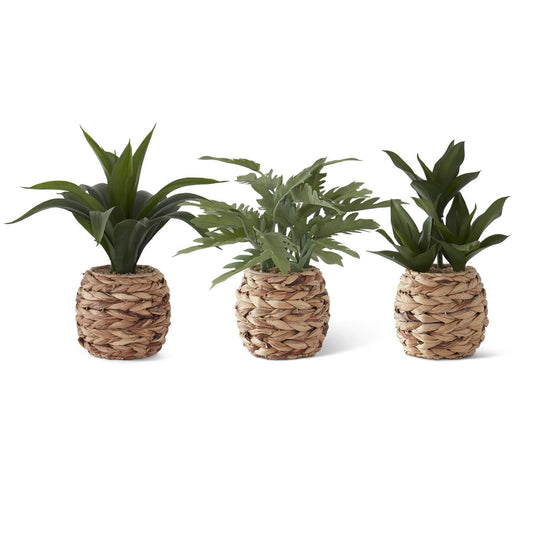 Assorted Tropical Foliage Plants in Woven Round Pots w/Faux Rocks