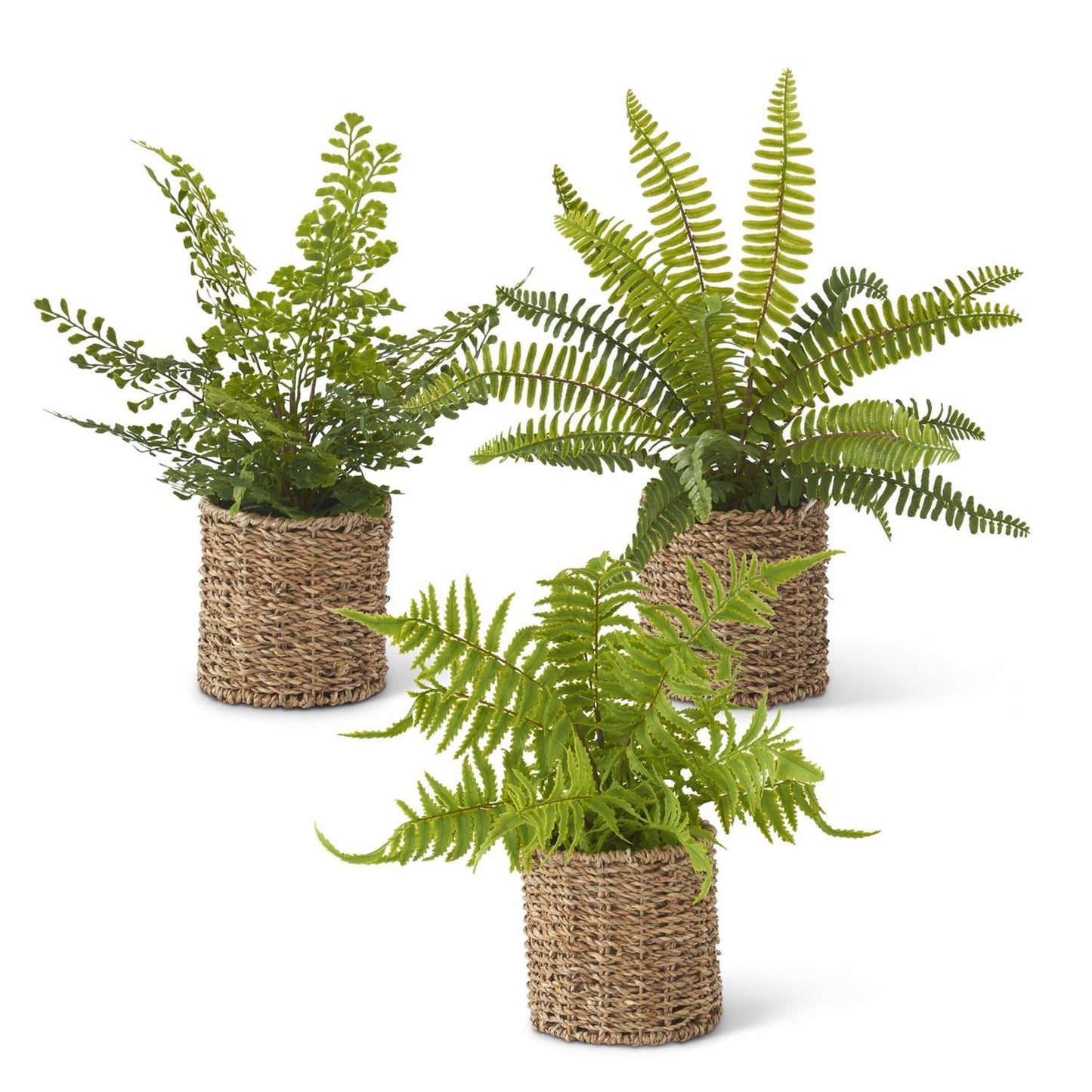 Fern in Woven Basket