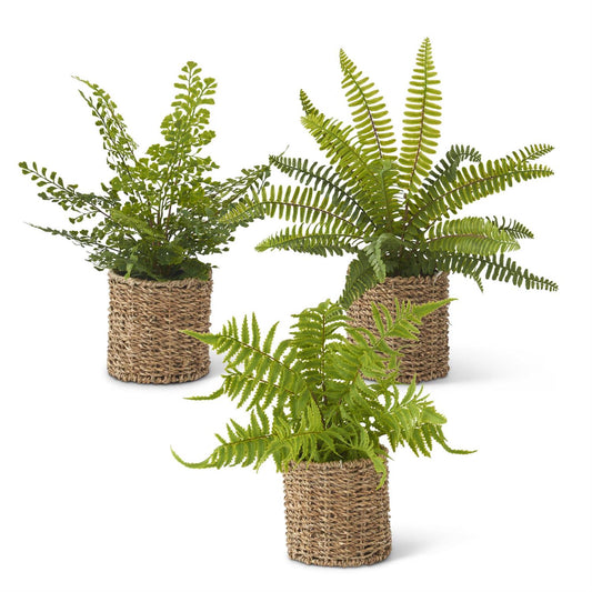 Fern in Woven Basket