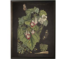 Framed Floral And Butterfly Print- Martynia