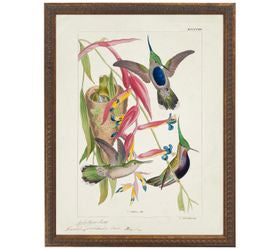 Bright Hummingbirds And Flowers