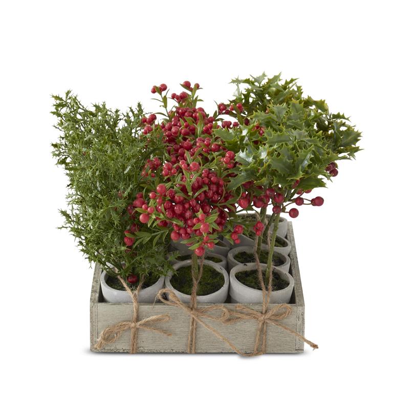 Potted Holly Berry
