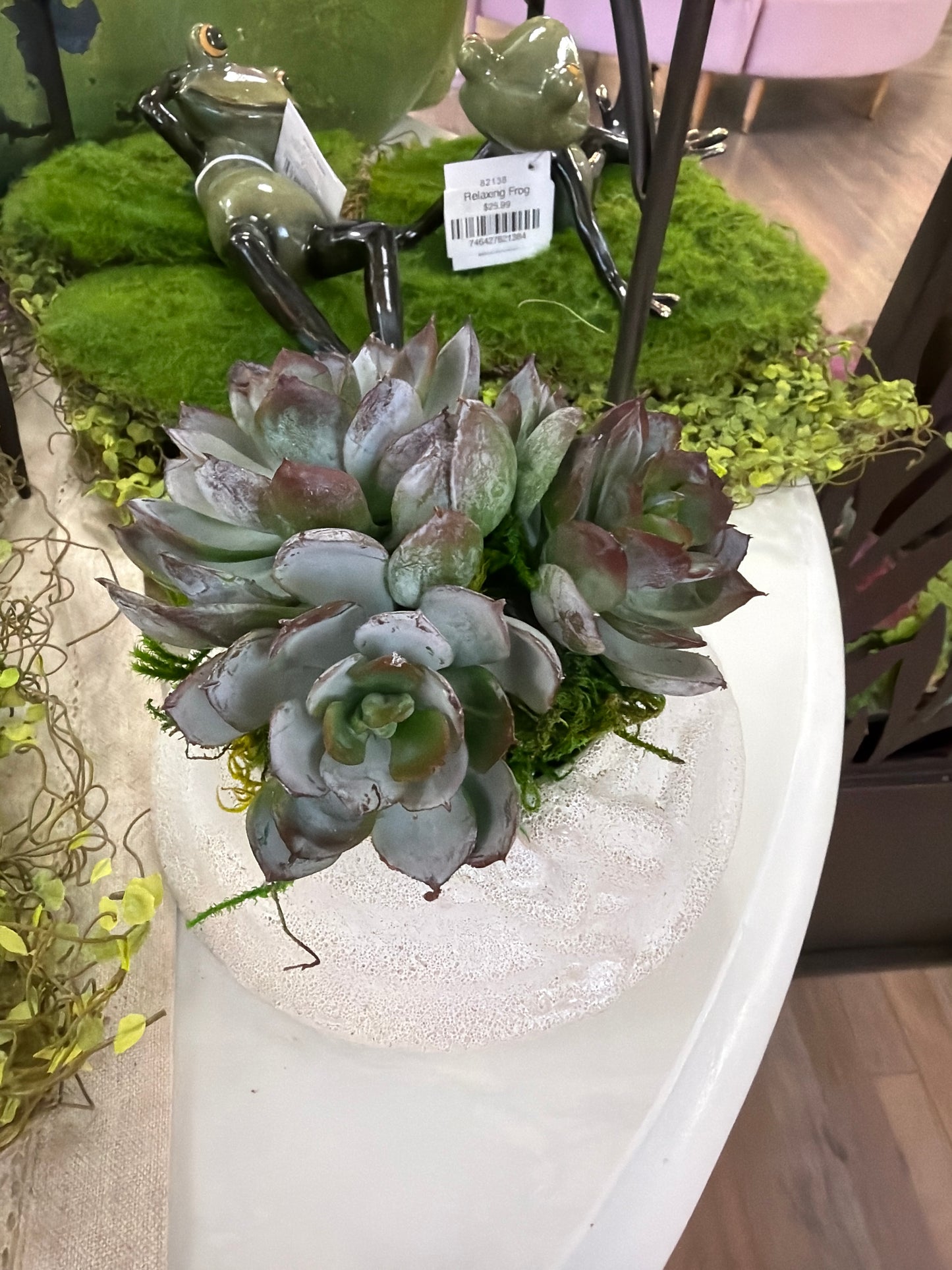 Frog container with Succulents