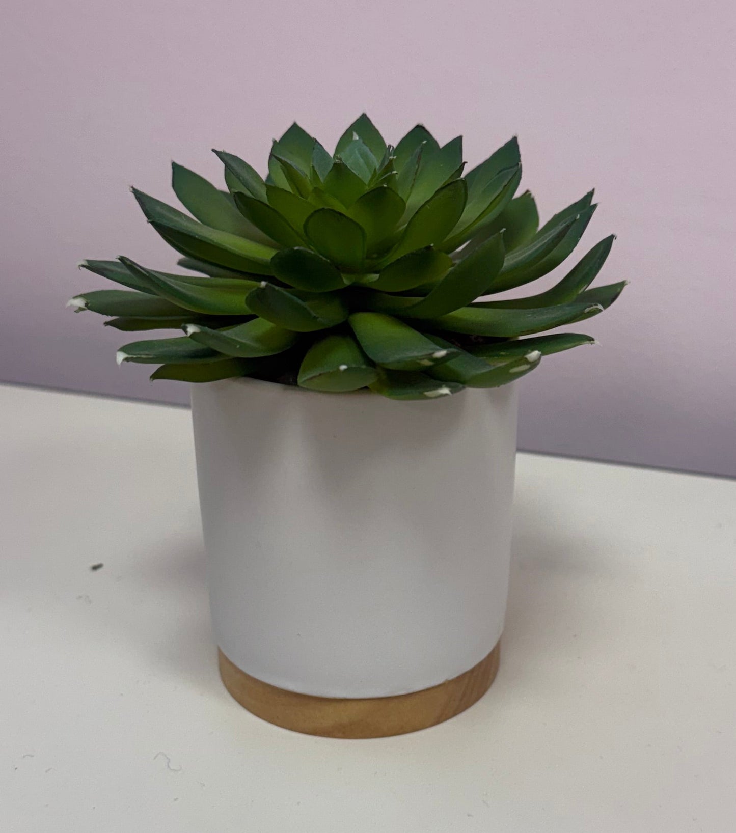 Succulent in White Pot