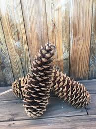 Large Sugar Pinecones