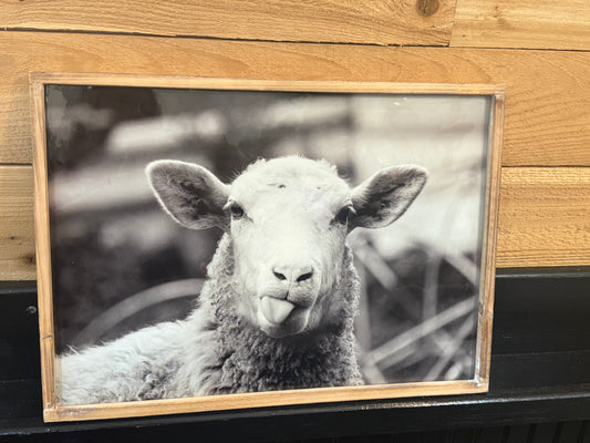 Sheep Photo
