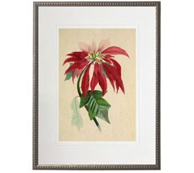 Vintage Poinsettia Art