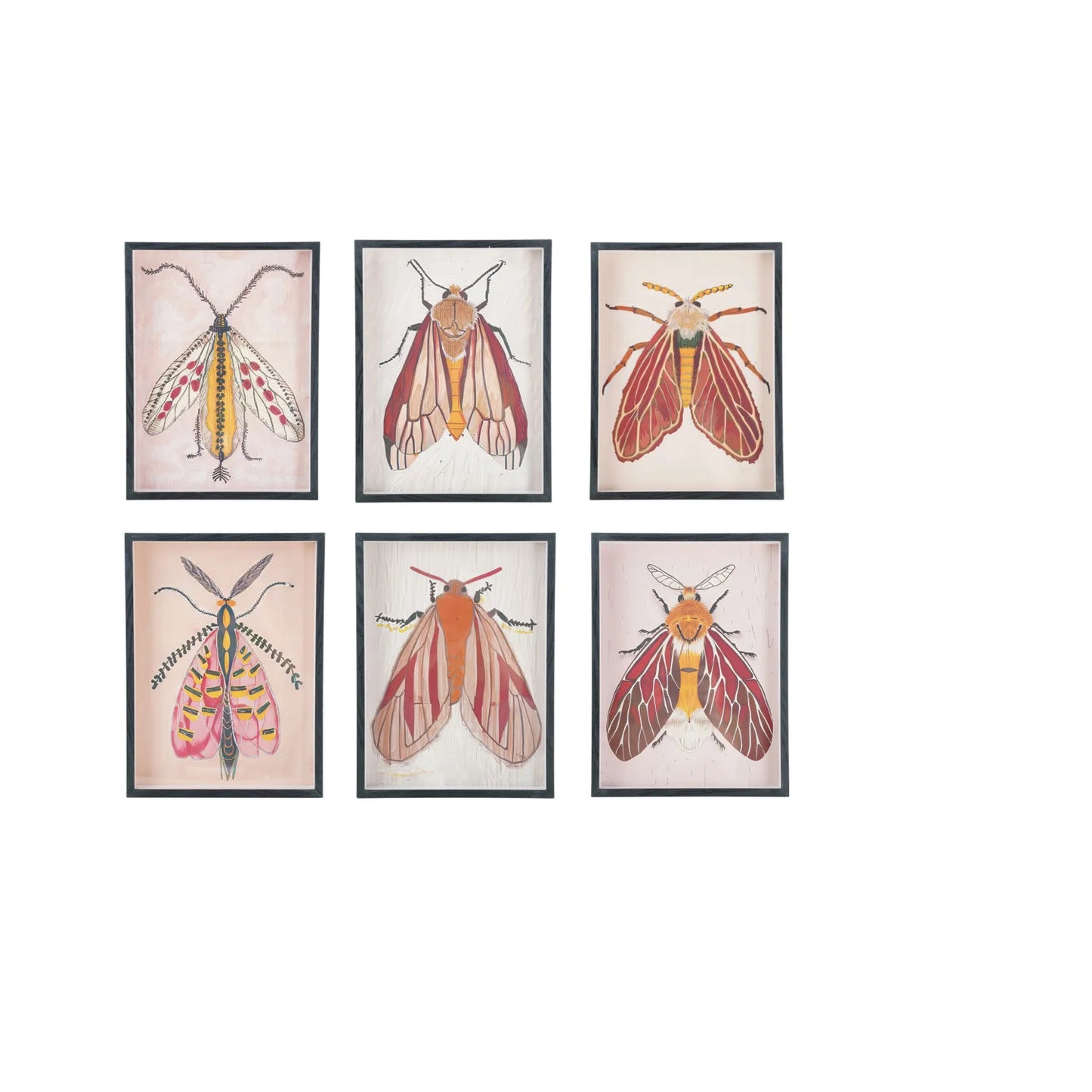 Framed Moth Art