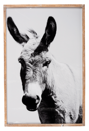 Donkey Framed Print