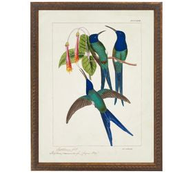 Framed Bright Hummingbirds And Flowers
